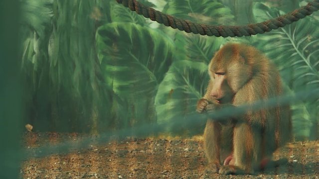 baboon sitting on the ground and chewing food (papio cynocephalus)
