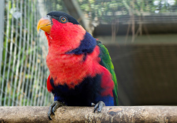 Lori's red parrot. Red Lori is a bird of the parrot family. The main color of the plumage is red. The color of the bill in yellow and orange tones. The Dutch word 