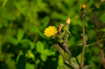 yellow flower