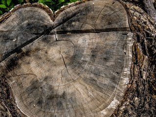 Timber in nature, Background of dry teak logs stacked up on top of each other in a pile.