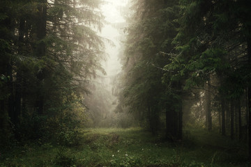misty morning in the coniferous forest © smolskyevgeny