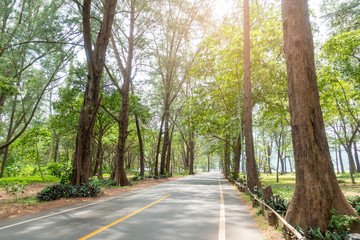 Fototapeta premium Green trees in the streets