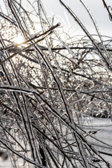Obraz premium Trees covered with frost in winter, the effects of Ice pellets 
