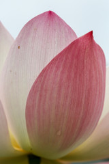 Close up of pink lotus flower petals showing the fine lines texture.  The lotus petals are edible and has been used in Asian Food and traditional medicine for improving heart and blood circulation.