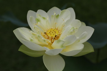 Close up of white lotus flower petals showing pollen and bees.  The lotus petals are edible and has been used in Asian Food and traditional medicine for improving heart and blood circulation.
