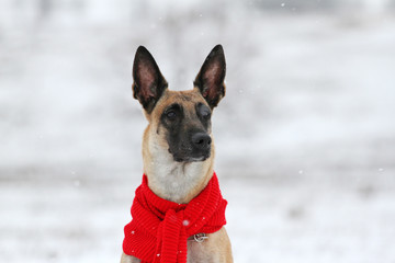 Winter Portrait of a Malinois Dog in a Red Scarf