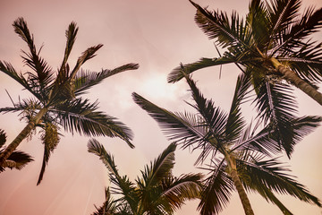 Fototapeta na wymiar palm trees on pink background