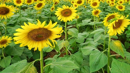 Obraz premium field of sunflowers