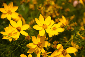 Zinnia Angustifolia flowers blooming. Small yellow flowers background.