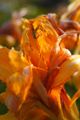 Fototapeta na wymiar Orange lilies on a sunny day.