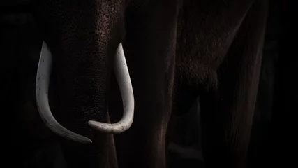 Türaufkleber Elephant Black and white © PRASERT