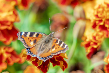 Butterfly urticaria on a flowerbed