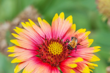 Honeybee collects nectar from flower