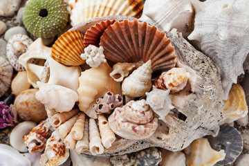 Sea shells background, assorted colorful shells deco