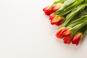 seven red tulips on white table background. spring flowers for international women's day or mother's day.