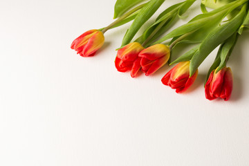 five red tulips on white table background. spring flowers for international women's day or mother's day.