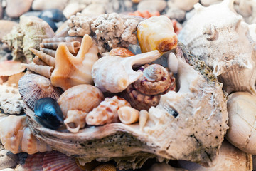 Natural sea shells wallpaper background