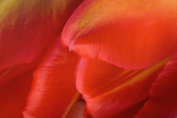red Tulip close-up background. Spring flower. macro flower petals