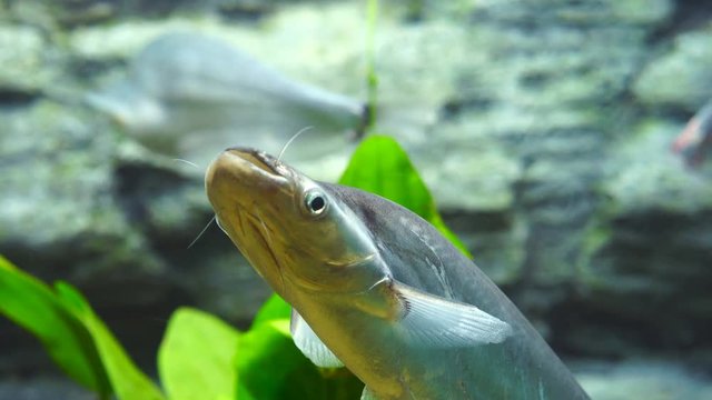 sheatfish (phalacronotus apogon) in water