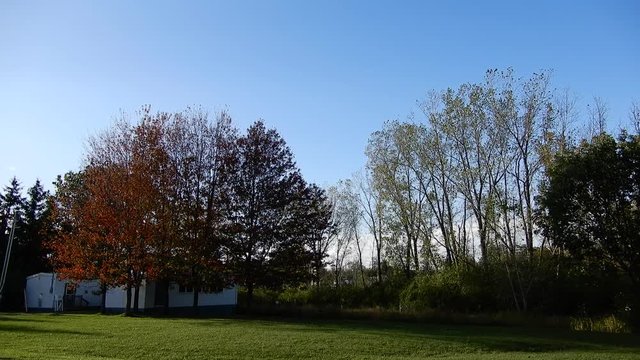 4K Trees Swaying In Strong Wind With Small White Building Struture On Left Side