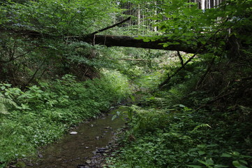 Obraz premium Laubwald im Sommer mit Bachlauf