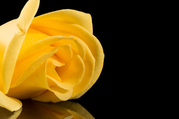 Single yellow rose isolated on black background, place for text, close up.