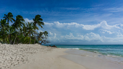 Fototapeta na wymiar Palmen am Strand von Bacardi island, Isla Cayo Levantado, in der Karibik ,Atlantik, nördlich des Äquators
