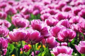 Pink tulip field