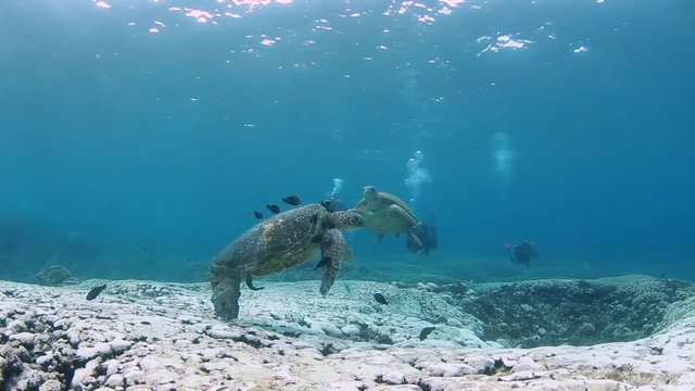 Turtles getting their shell cleaned by fish