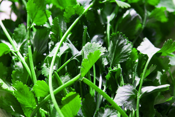  fresh cilantro background