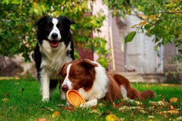 Two dogs Border Collie