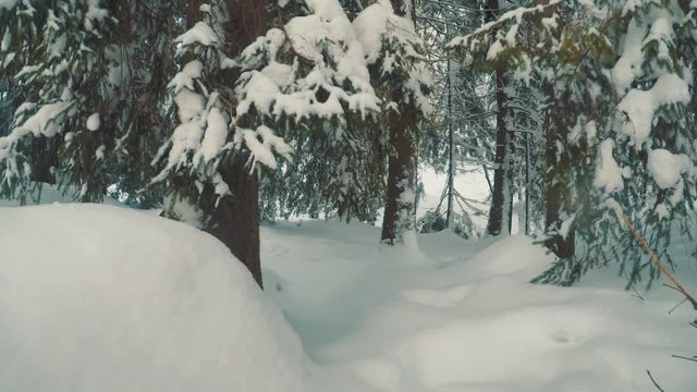 Stepping in to the Winter forest