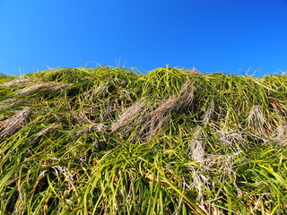 畦道の雑草と青空