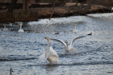 白鳥の湖