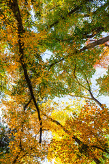 Vibrant autumn colors on a sunny day in the forest