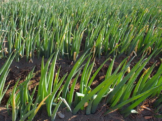 朝日に当たる葱畑風景