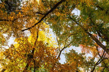 Vibrant autumn colors on a sunny day in the forest