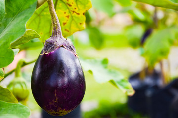Purple Eggplant or Brinjal or Aubergine or Garden egg or Guinea squash or Solanum melongena were planted on the ground
