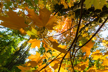 Vibrant autumn colors on a sunny day in the forest