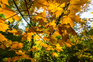 Vibrant autumn colors on a sunny day in the forest