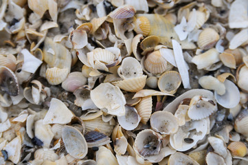 Muschel- Muster Strand