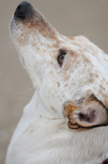 Aufmerksamer Hund am Strand