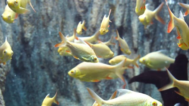 Albino silver barb fish in water