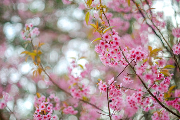 Wild Himalayan Cherry