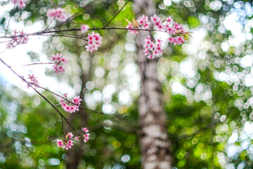 Wild Himalayan Cherry