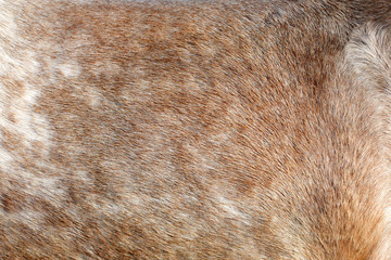 Abstract background texture closeup of horse Fur