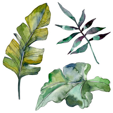 Green leaf. Exotic tropical hawaiian summer. Watercolor background illustration set. Isolated leaf illustration element.