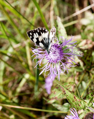 Motyl Polowiec szachownica © JDziedzic