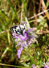 Motyl Polowiec szachownica © JDziedzic