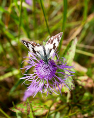 Motyl Polowiec szachownica © JDziedzic